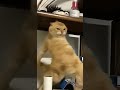 Haters will say it's AI😭🤣 #comedy #funny #shorts #hilarious #laugh #entertainment #funnyvideos