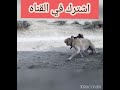 صقر شاهين يهاجم الكلب قووه