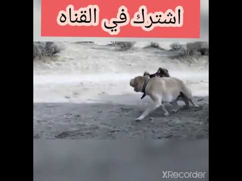 صقر شاهين يهاجم الكلب قووه