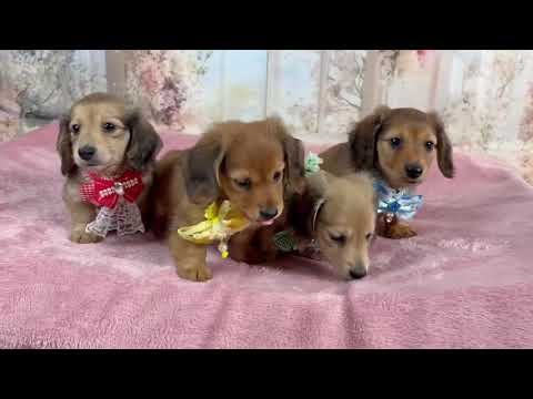 かわいすぎるかわい子ちゃんのテラコッタトナカイ♡2つセット♡ YouTube