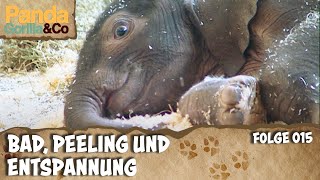 Wellnessprogramm für Elefantenbaby im Zoo | Panda, Gorilla & Co.