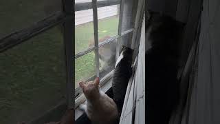 Cat Visit