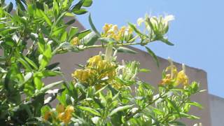 Ароматная Жимолость японская!(Lonicera japonica)Кирьят-Ям.Израиль.Kiryat-Yam. Israel. Ароматная Жимолость японская!(Lonicera japonica)Кирьят-Ям.Израиль.Kiryat-Yam. Israel.