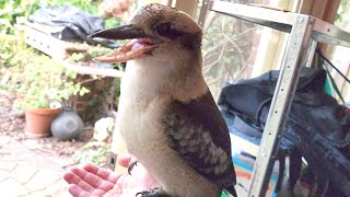 Close up video of a wild kookabura who flew through my door!