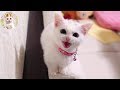「にゃーーーー！」と鳴く子猫ラム　Munchkin baby cat cries a long meow.