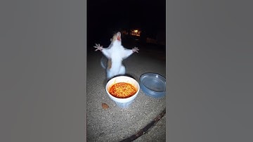 Spicy food 🌶️.                                            #edit #lazy #funny #reaction