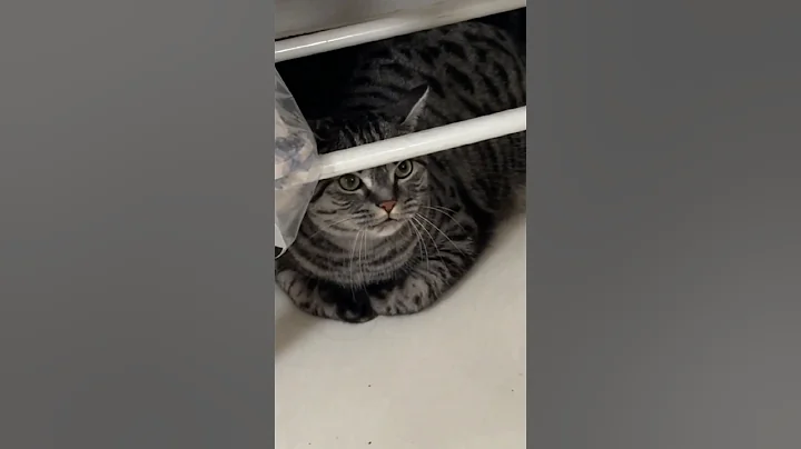 Video 9603361: cat meowing funny, meow laugh, laugh pets, funniest pets, compilation