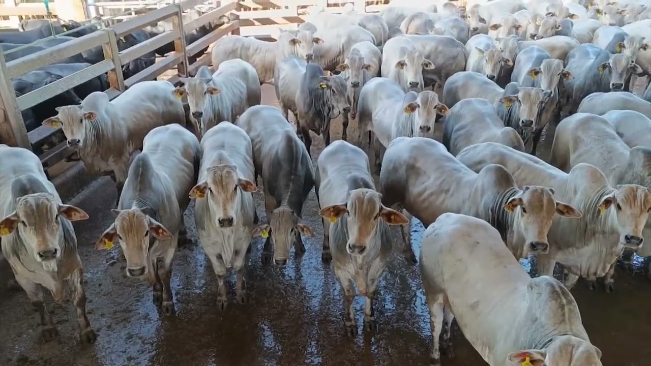 BOIADA CONFINADA CHEGA A QUASE 22@ EM CAMPO GRANDE (MS)