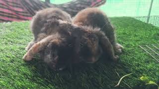 Mini lop for sale . Location Bangalore 