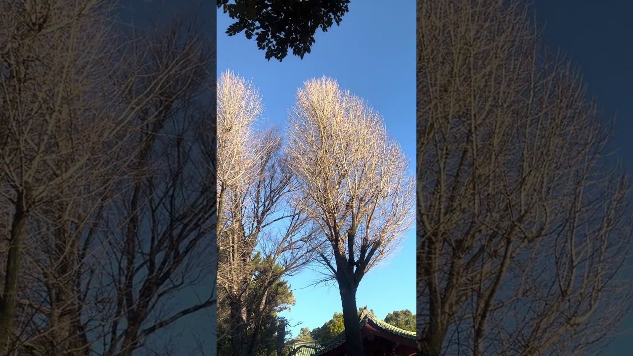 2026/01/14｜根津神社｜冬の午後の光