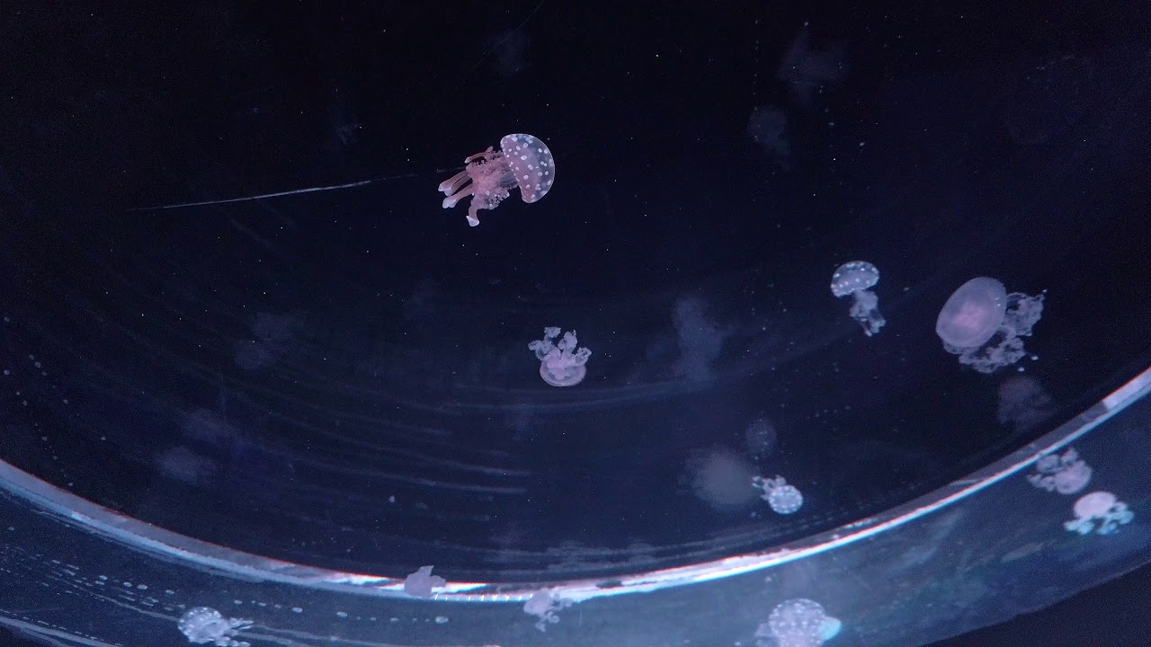 MEDUZARIUM ARKÁDY PRAHA