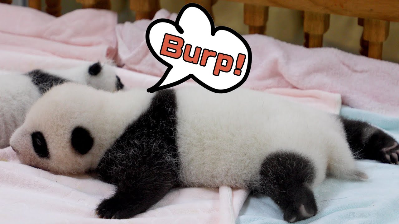 Who Would Like To Burp A Baby Panda? | iPanda