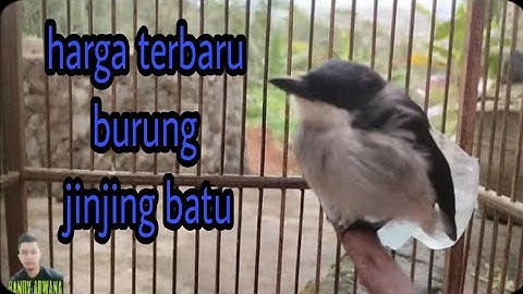 harga terbaru burung jinjing batu lengkap dari loloh sampai prestasi 2023