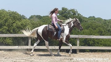 Bertolet Twilight Sparkle - gaits, transitions, turns! - ValleyViewRanch.net