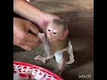 言う事を聞かない子猿