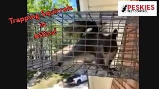 🐿️ Trapped! A Live Look at Squirrel Removal and Prevention