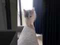 ソファに登れるようになって嬉しい子猫がかわいい【#Shorts】