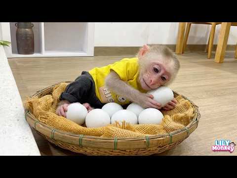 Funny Moments of Monkey Lily! 🐵 She’s Too Smart!