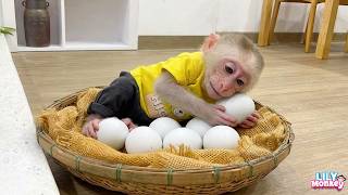 Download Lagu Funny Moments of Monkey Lily! 🐵 She’s Too Smart! Download Lagu Funny Moments of Monkey Lily! 🐵 She’s Too Smart!