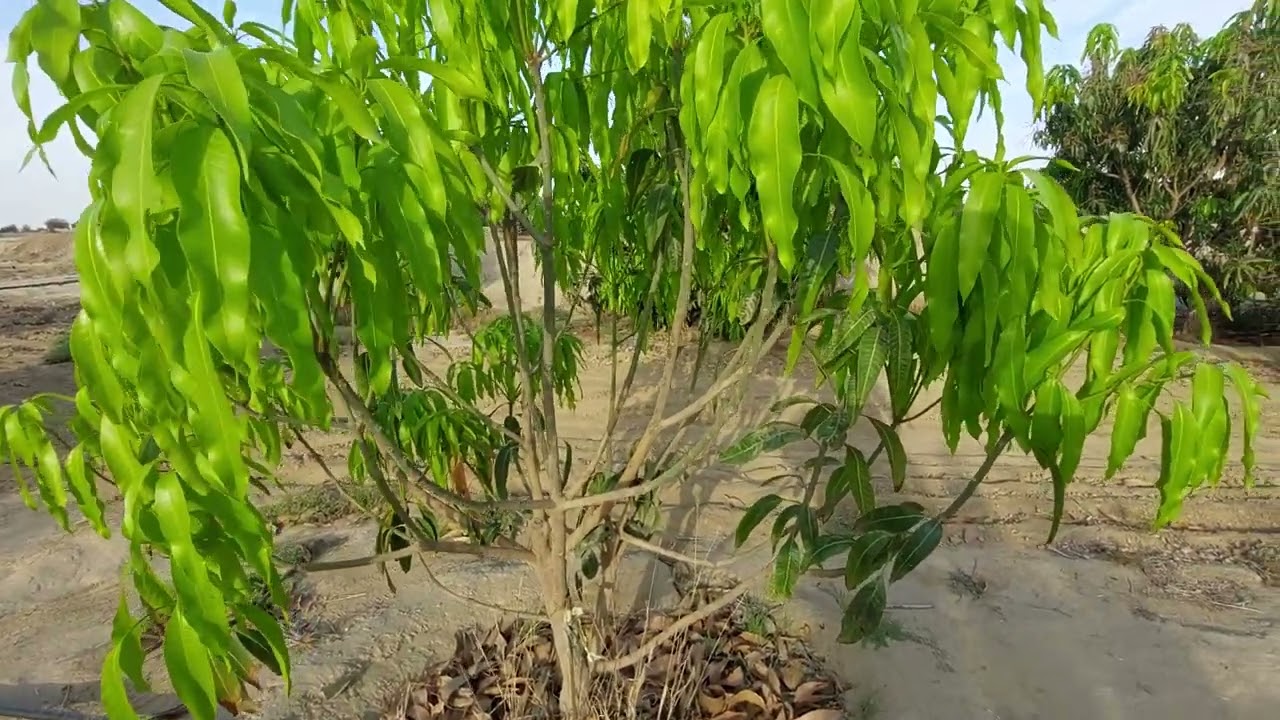 تقليم المانجو