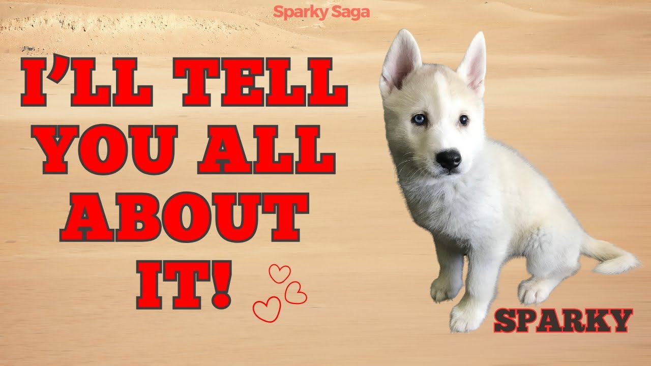 TOP 10 Alaskan Klee Kai Facts all dog lovers SHOULD KNOW!! 🤩 