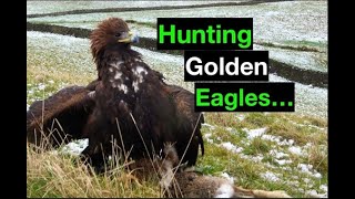 Hunting Golden Eagles for falconry by Hawk Riders 3,257 views 3 years ago 2 minutes, 42 seconds