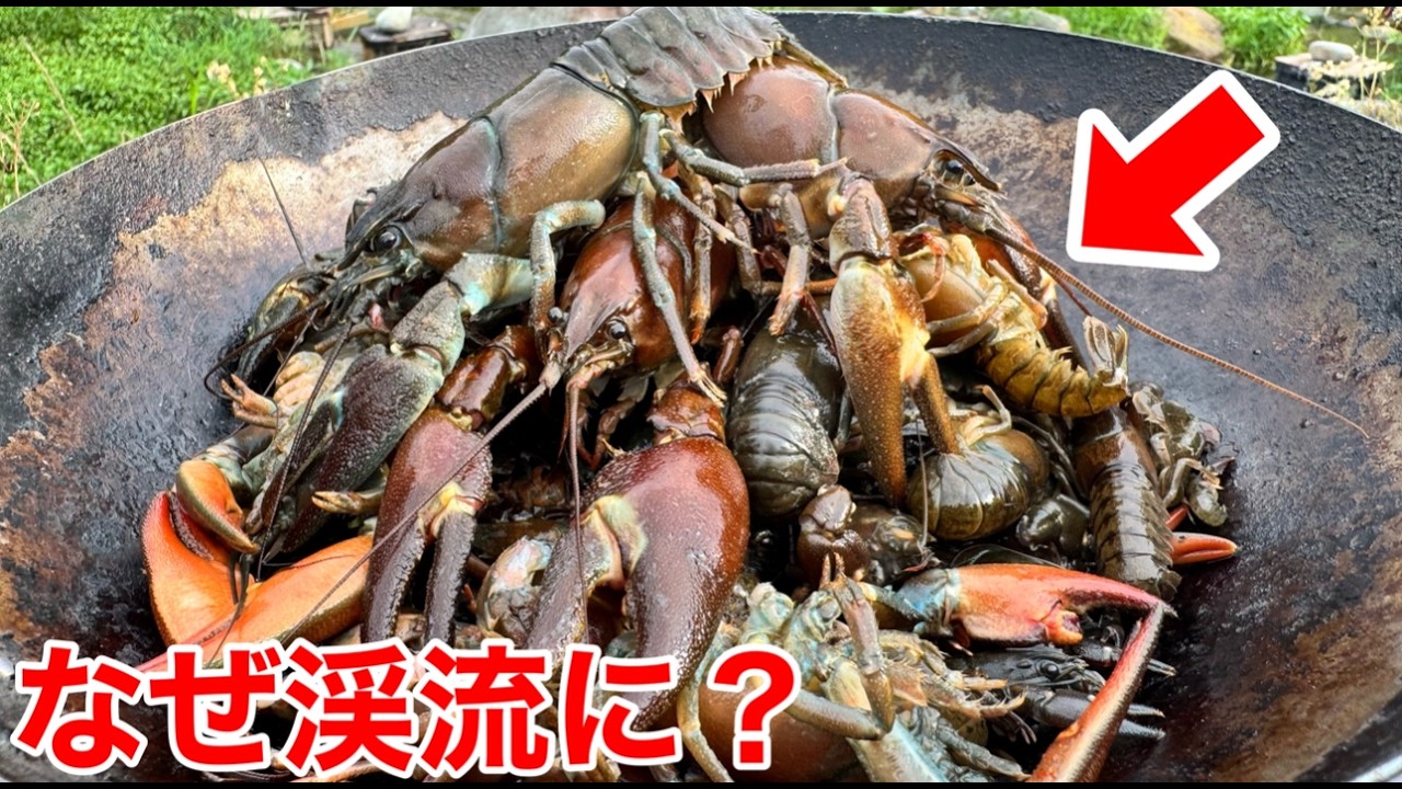 山奥の用水路に人知れず爆増した巨大ザリガニを100匹取って最高の料理にしてみると