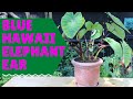 Get tropical vibes with the Colocasia blue Hawaii elephant ear. Easy to grow- Big Bang for the buck!