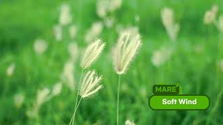 차분한, Soft Wind 🌅 Mare #playlists #MARE #마레 #MARE Crystal Snow ✨ Official Visualizer by MARE 마레 🌙 screenshot 2