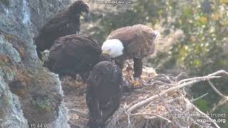 West End Bald Eagle Catalina USA - Thunder karmi WE1, WE2, WE3 2024 04 30