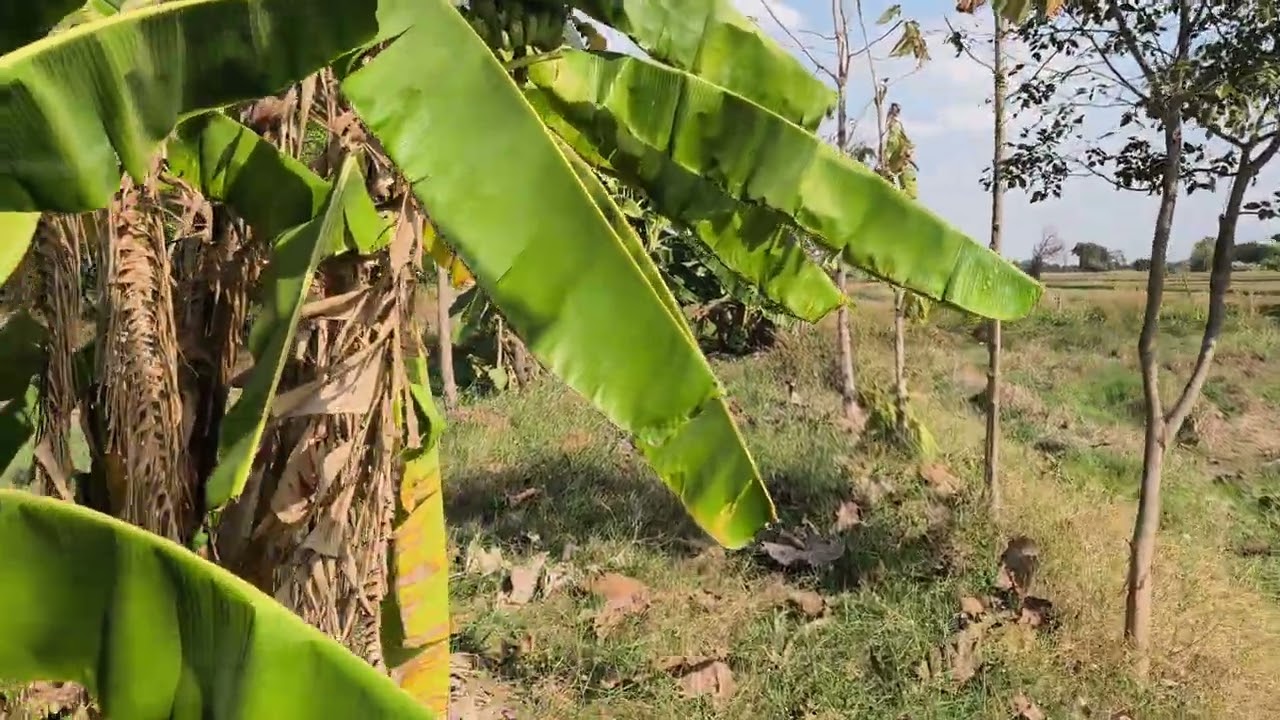 สวนป่ากลางทุ่ง 14 ก.พ.69.   1