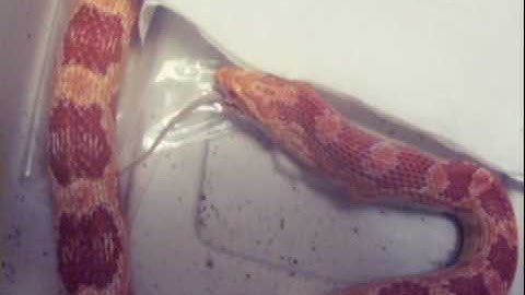 Cornsnake Eating Mouse Part 2