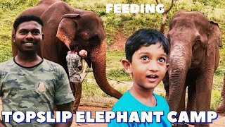Elephants Camp Topslip | Feeding Elephants Time தமிழில் @SimbaaVlogs