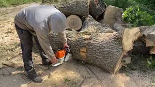     EXTREME FORESTRY OPERATIONS | STIHL MS 462 C-M, Wood Splitter &amp; Giant Stumps