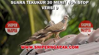 SUARA TEKUKUR MASTERAN - COCOK UNTUK BERBURU DAN PIKAT (NO.9)