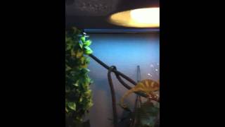 Veiled Chameleon Setup