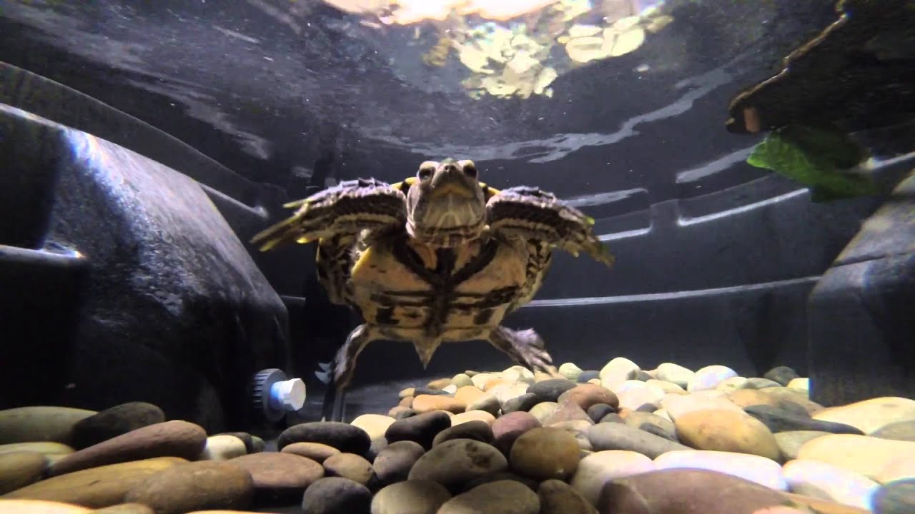 neo swims in his new turtle stock tank YouTube