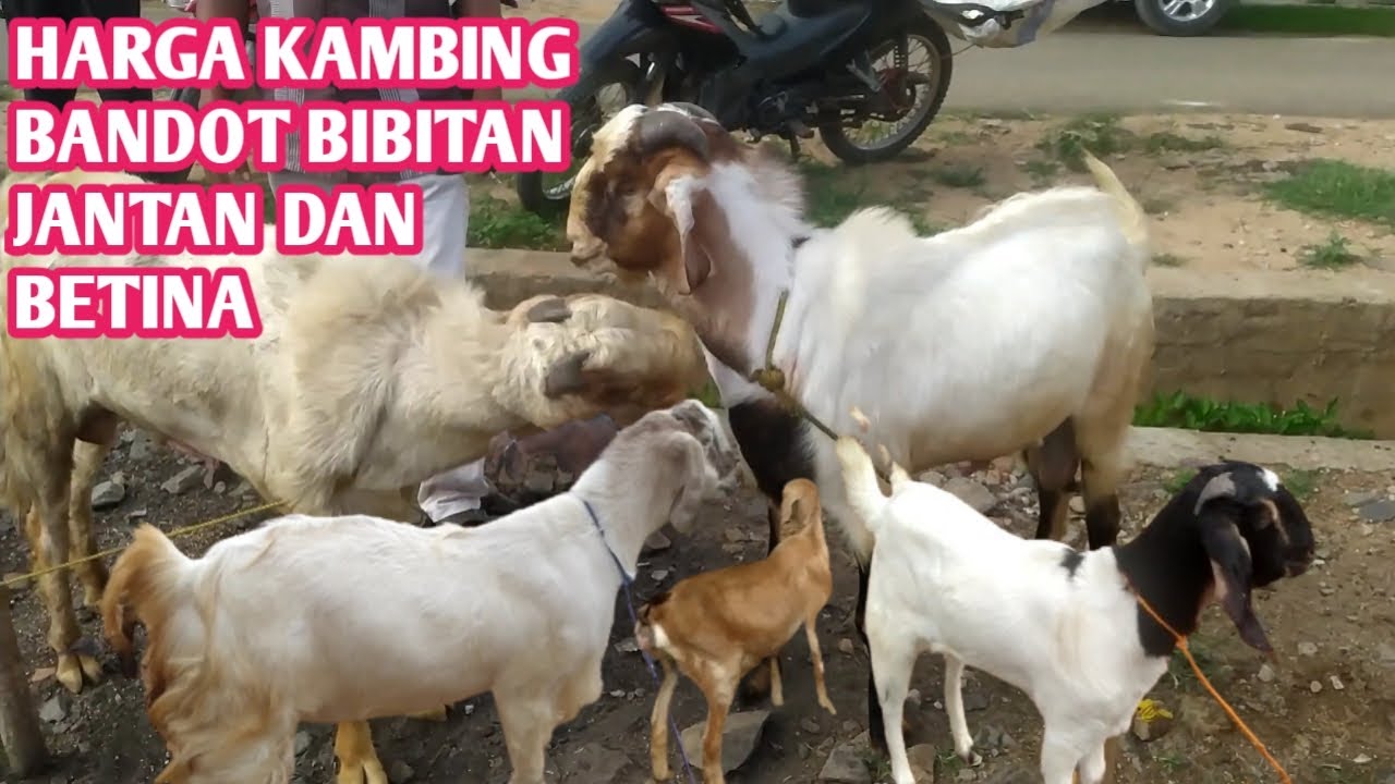 HARGA KAMBING BANDOT BIBITAN JANTAN DAN BETINA - YouTube