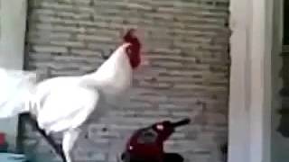Петух странно кукарекает.Приколы) Петух странно кукарекает.Приколы)