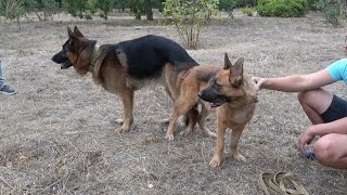 We are waiting for the first litter of German Shepherds in 2022! Odessa. Ukraine.