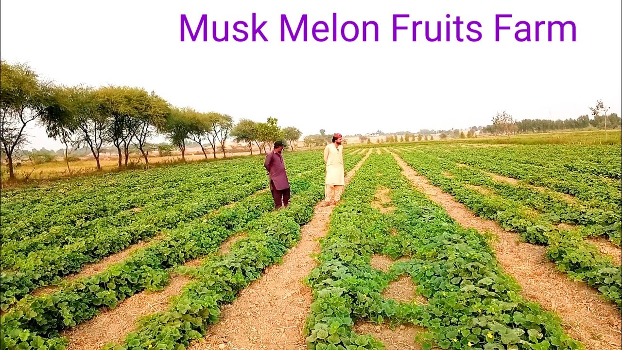 Sindh Ka Famous Kharboozi Ka Fruits Farm Pe Multan Ke Ek Bhai Se Mulaqat 