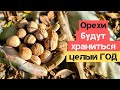 Сделайте так и грецкие орехи будут храниться ЦЕЛЫЙ ГОД / Огород дяди Вовы