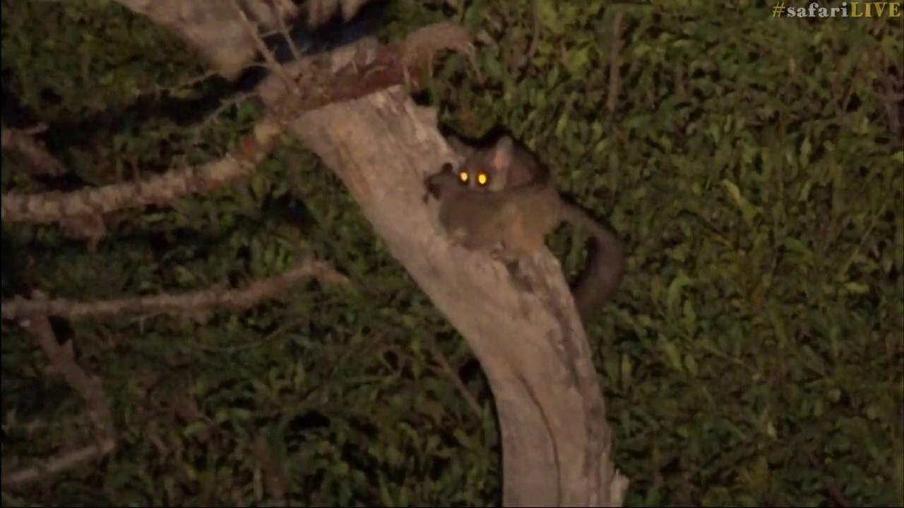 wildearth coupon Mother bushbaby relocates her babies
