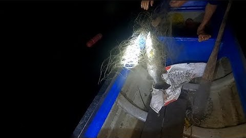 thăm lưới cá chẻm mai mắn được con cá khủng (lê nghiã cần giờ)