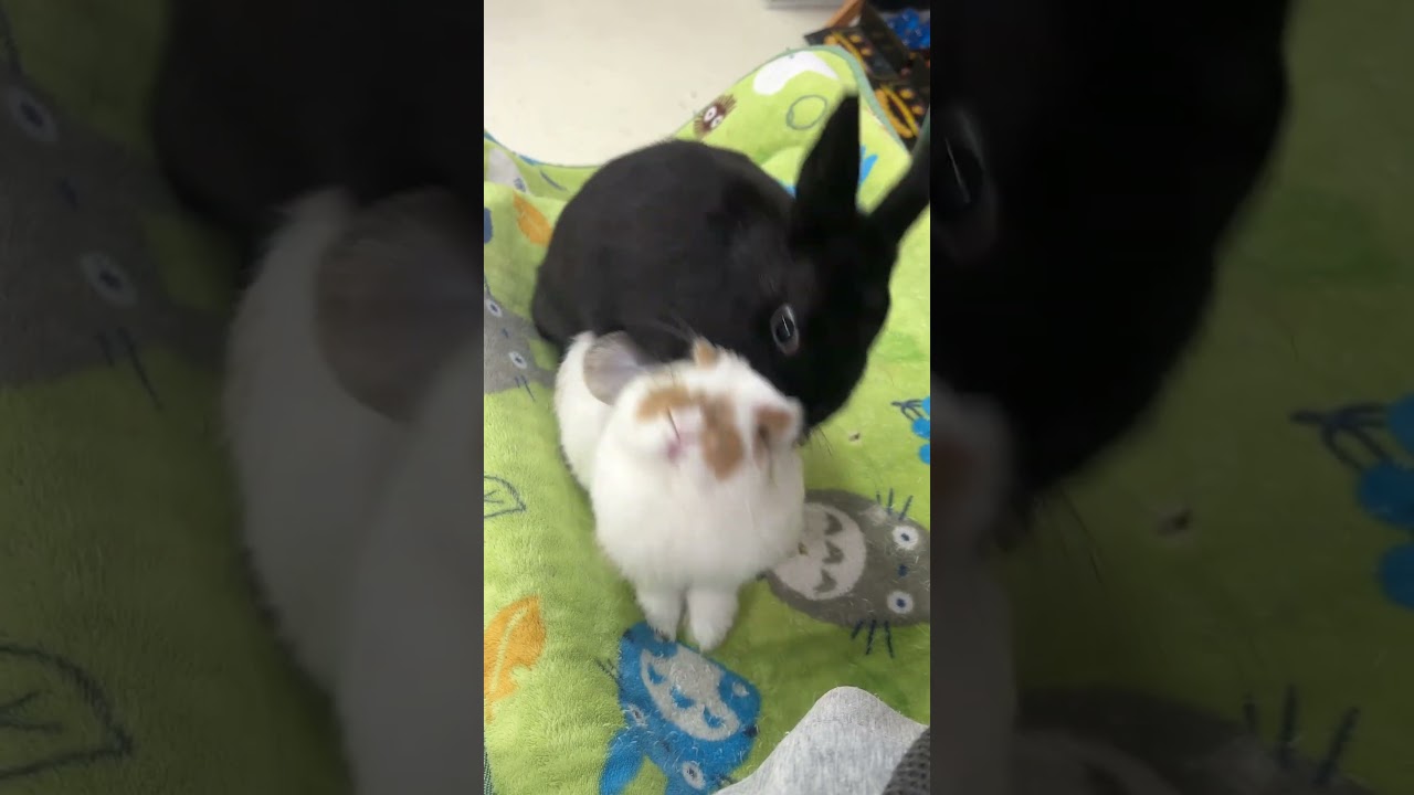 円満♡仲良しうさぎ 仲良しすぎるウサギ - YouTube