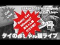 ✨️神回✨️【Cat❤LIVE】タイの猫の赤ちゃんライブ〜赤ちゃんが1匹いなくなった〜13:00／28-Apr2025 #cat #live #neko #猫 #bangkok #thailand