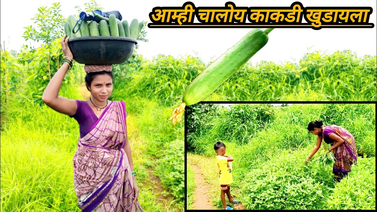 आम्ही चालोय काकडी खुडायला 