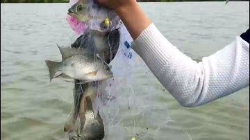 Giăng lưới bén bắt tôm và cá mùa nước nổi ở miền Tây