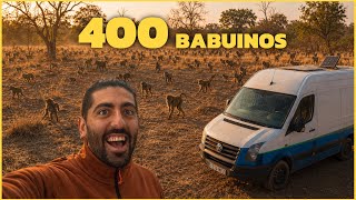 CIENTOS de BABUINOS rodearon nuestra FURGONETA en ÁFRICA