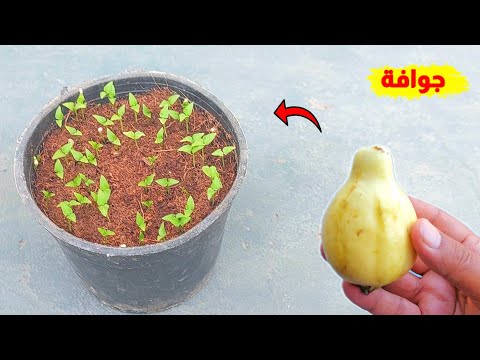 أفضل طريقة لزراعة الجوافة من بذور الجوافة اللي عندك في المنزل